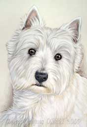Westie Eliot dessin en portrait animalier